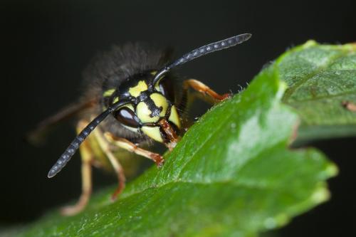 Vespula vulgaris